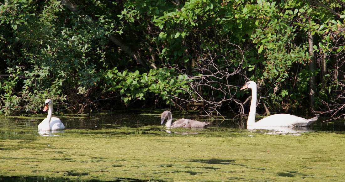 image of a Mute Swan family