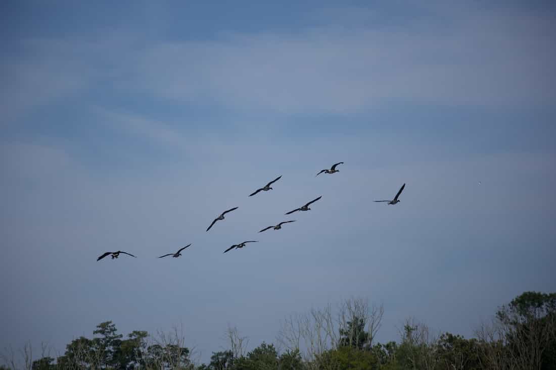 image of canadian geese in flight