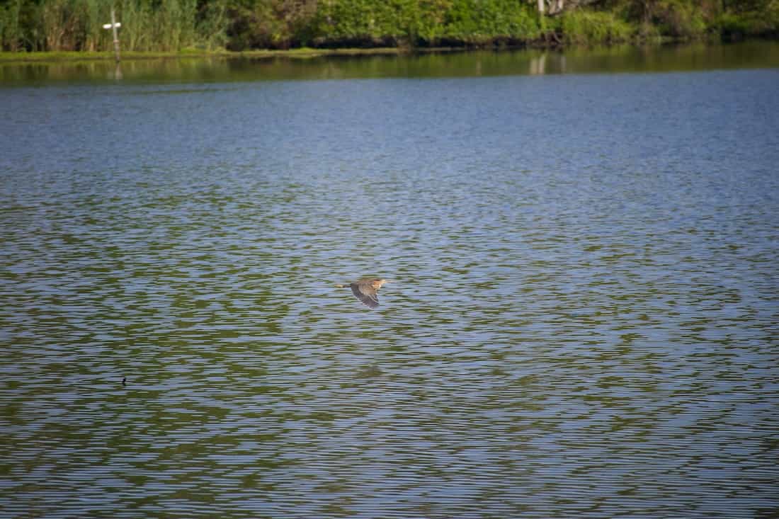 image of a green heron in flight