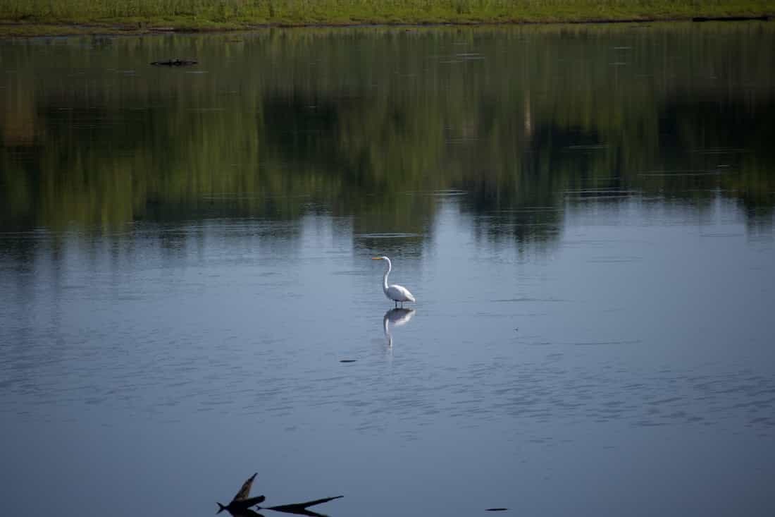 image of an egret at the celery farm
