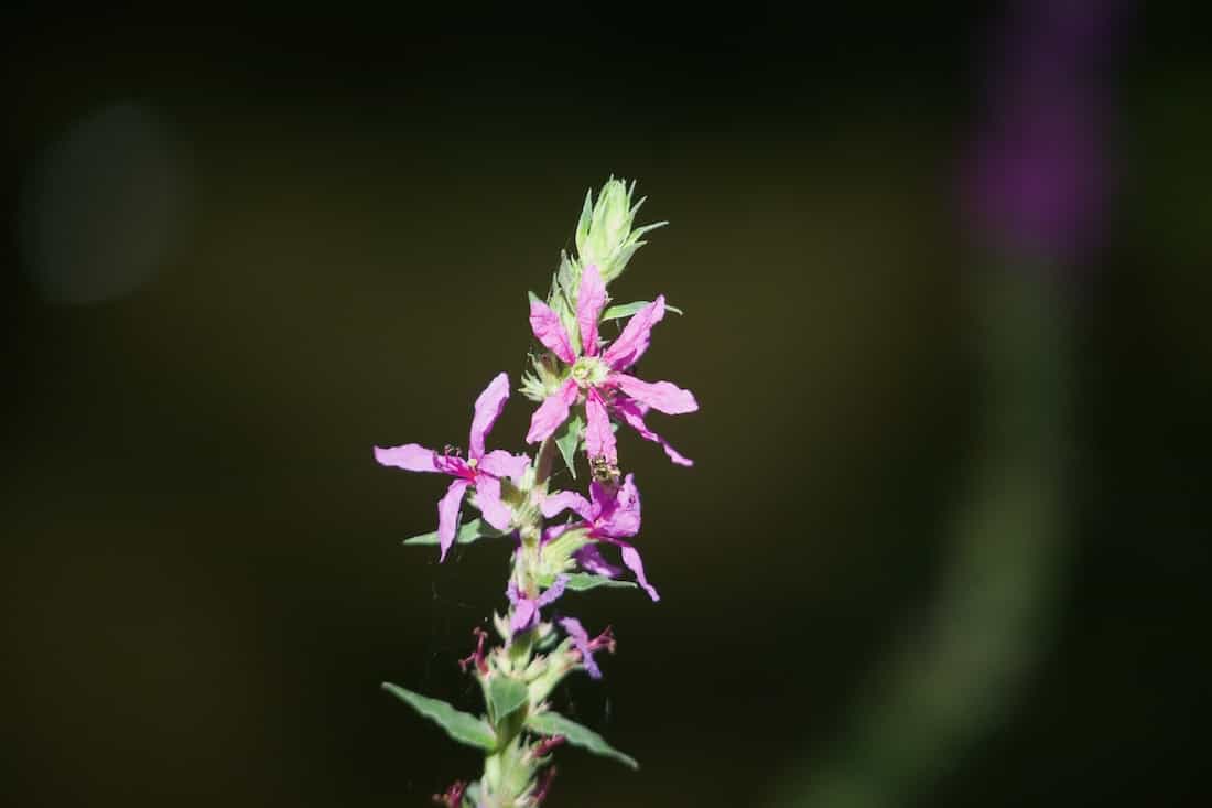 image of bees on a flower