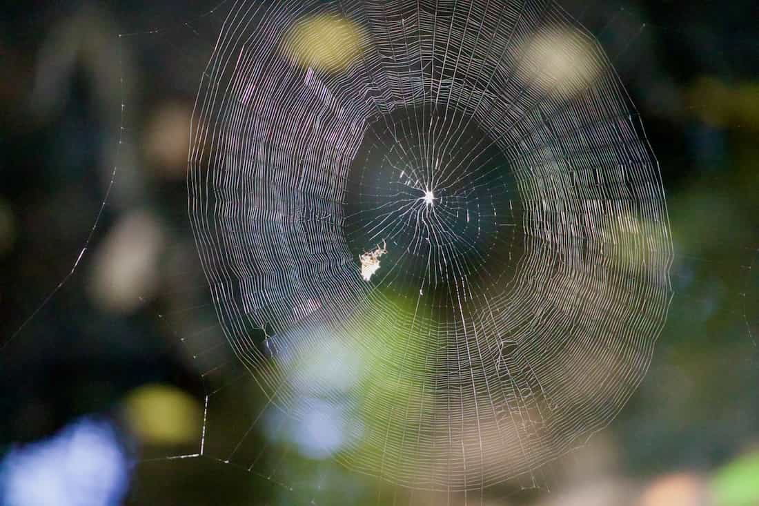 image of a spider web