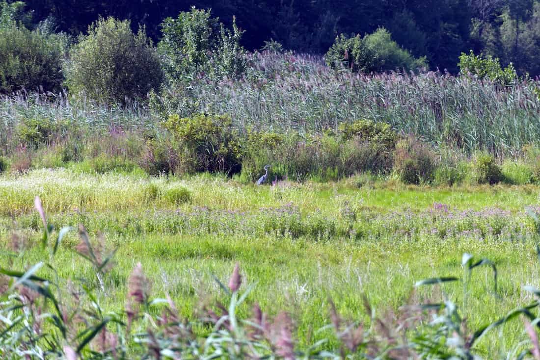 image of a Great Blue Heron in a field