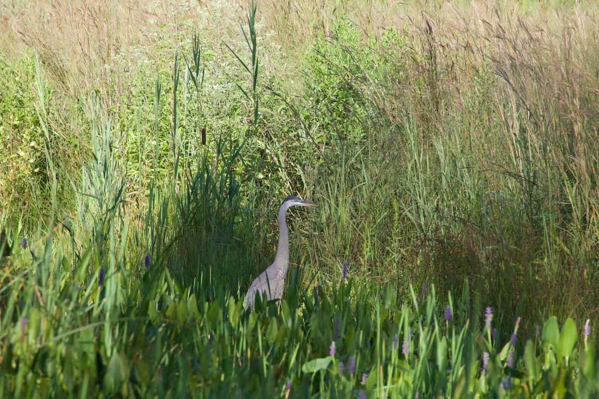 image of a great blue heron