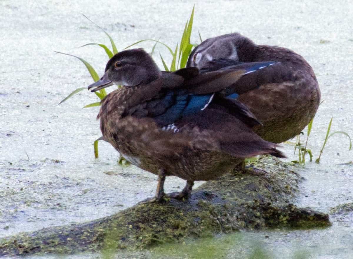 image of a pair of wood ducks