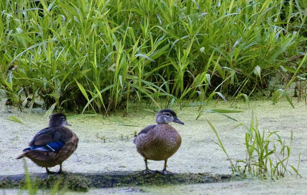 image of a pair of wood ducks