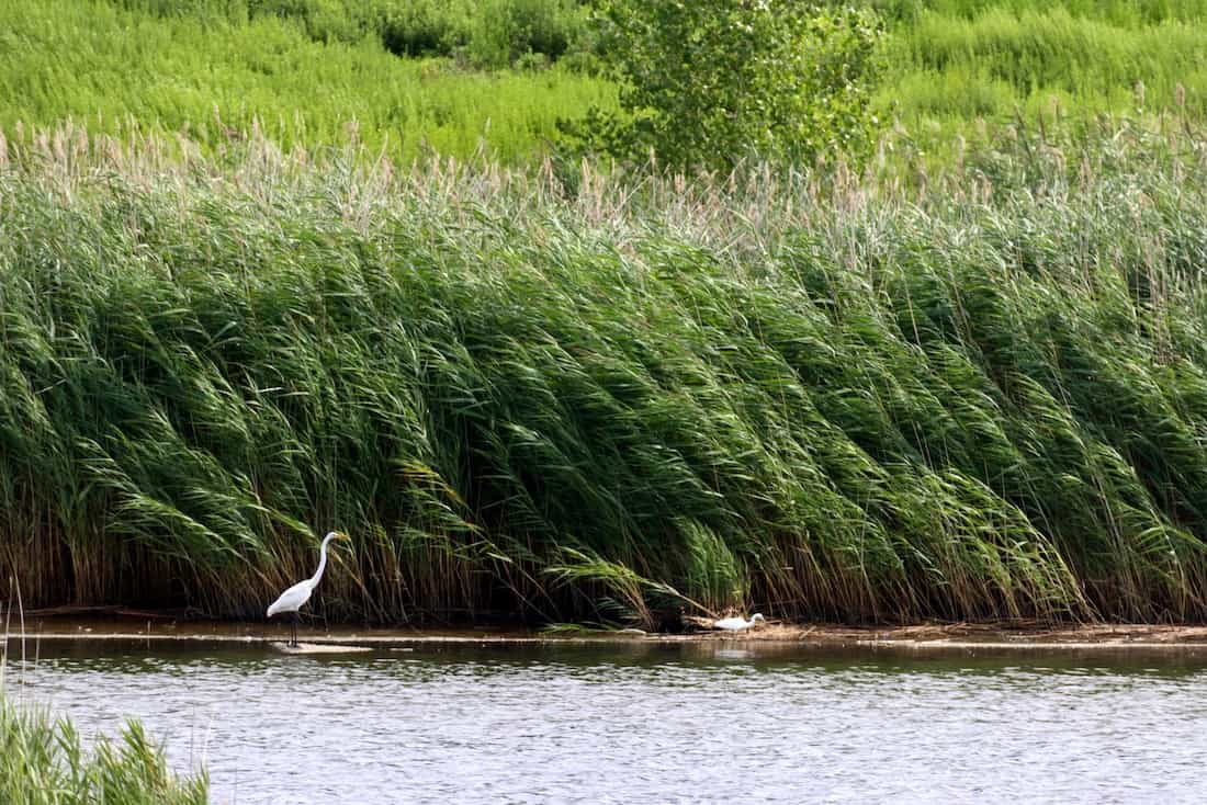 image of egrets