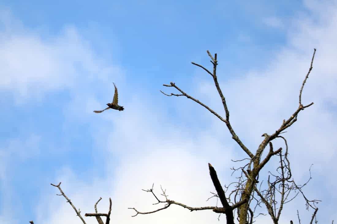 image of a northern flicker